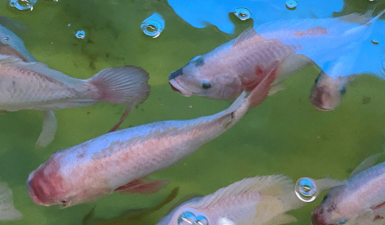 red nile tilapia